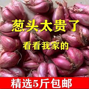 葱头小香葱食用细香葱红头葱头大头葱阳台庭院 新货四季