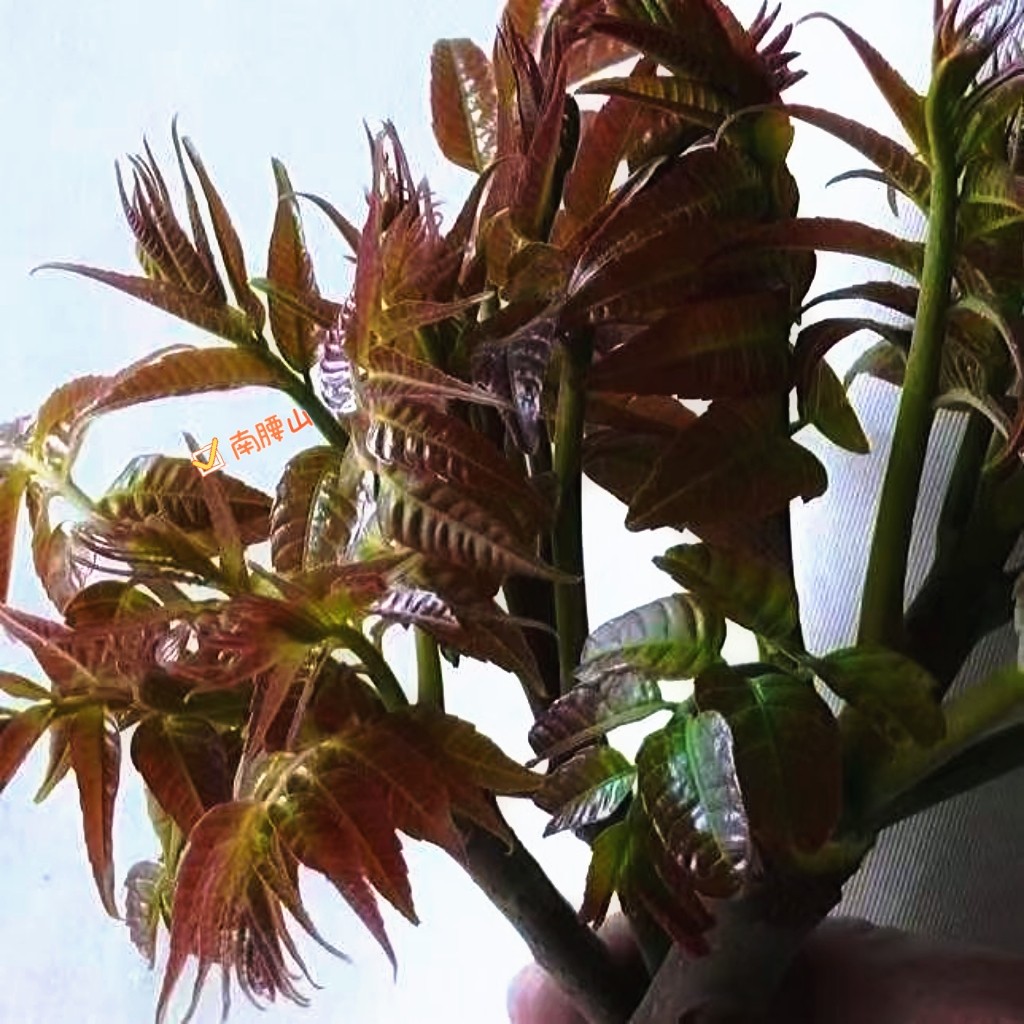 云南新鲜香椿芽露天头茬香椿芽野生蔬菜红香椿头