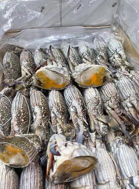 4-16斤兰花蟹大螃蟹蓝花蟹生鲜海鲜油焖梭子蟹飞蟹8斤速冻冷冻