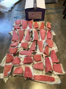 AAA金枪鱼排新鲜背肉中段日料理生鱼片鲔鱼冷冻海红金枪鱼10kg 箱