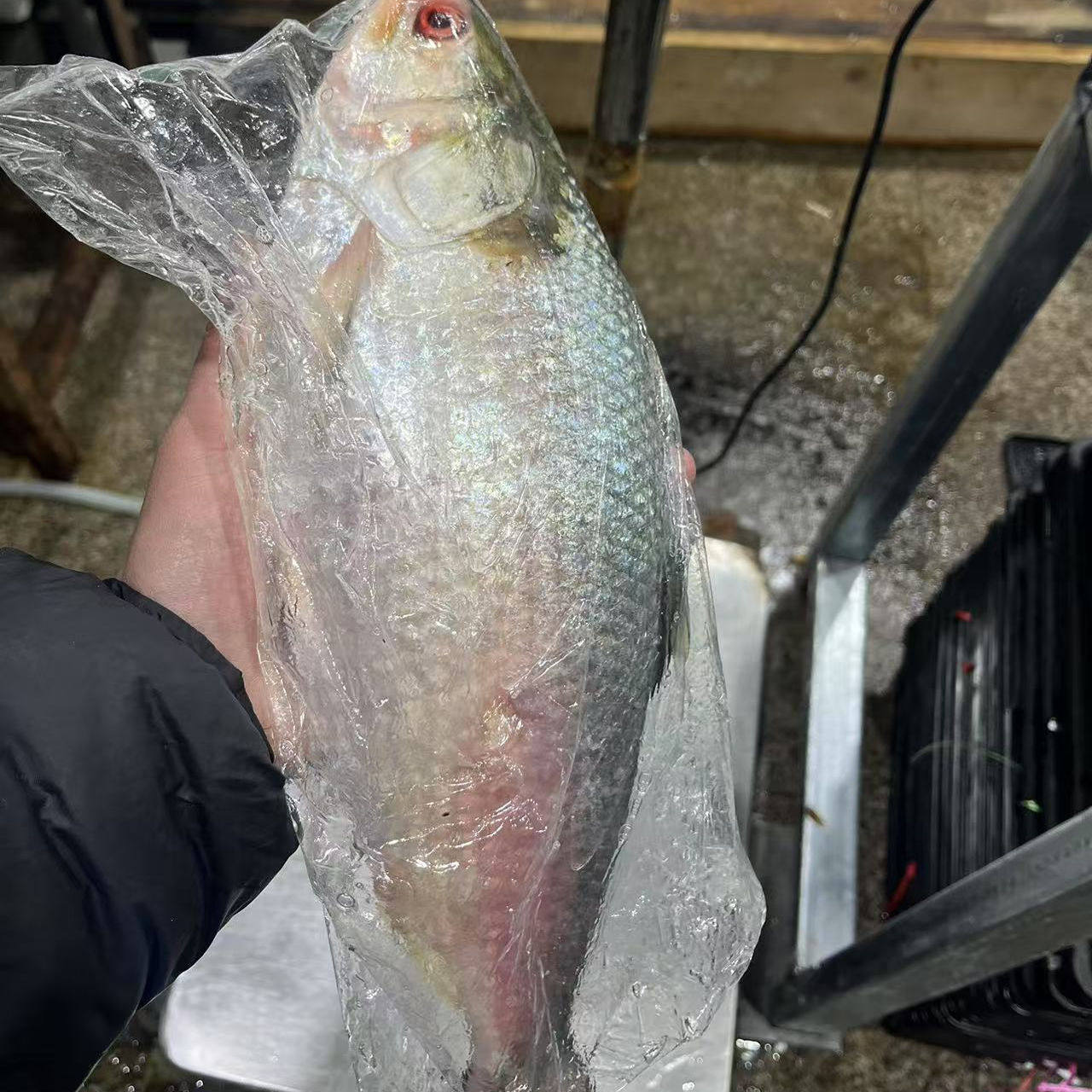 2-4斤冰鲜鲥鱼三泥鱼超大酒店同款酒香蒸鲥鱼时鱼包邮缅甸海捕,水产肉类/新鲜蔬果/熟食,淡水鱼类,淘宝优惠券,粉丝福利购,淘宝优惠卷