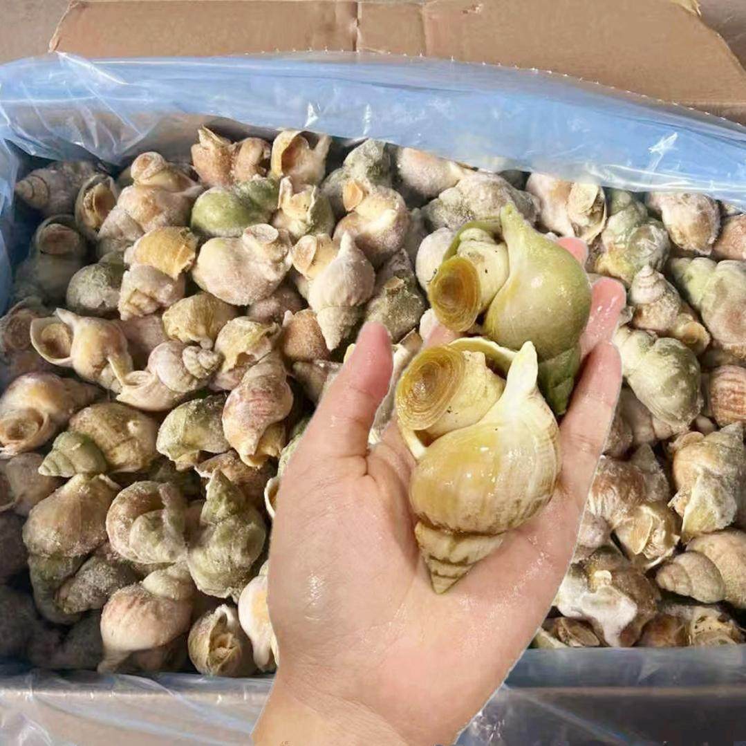 20斤翡翠螺绿螺冷冻海螺大螺肉自助餐料理烧烤食材