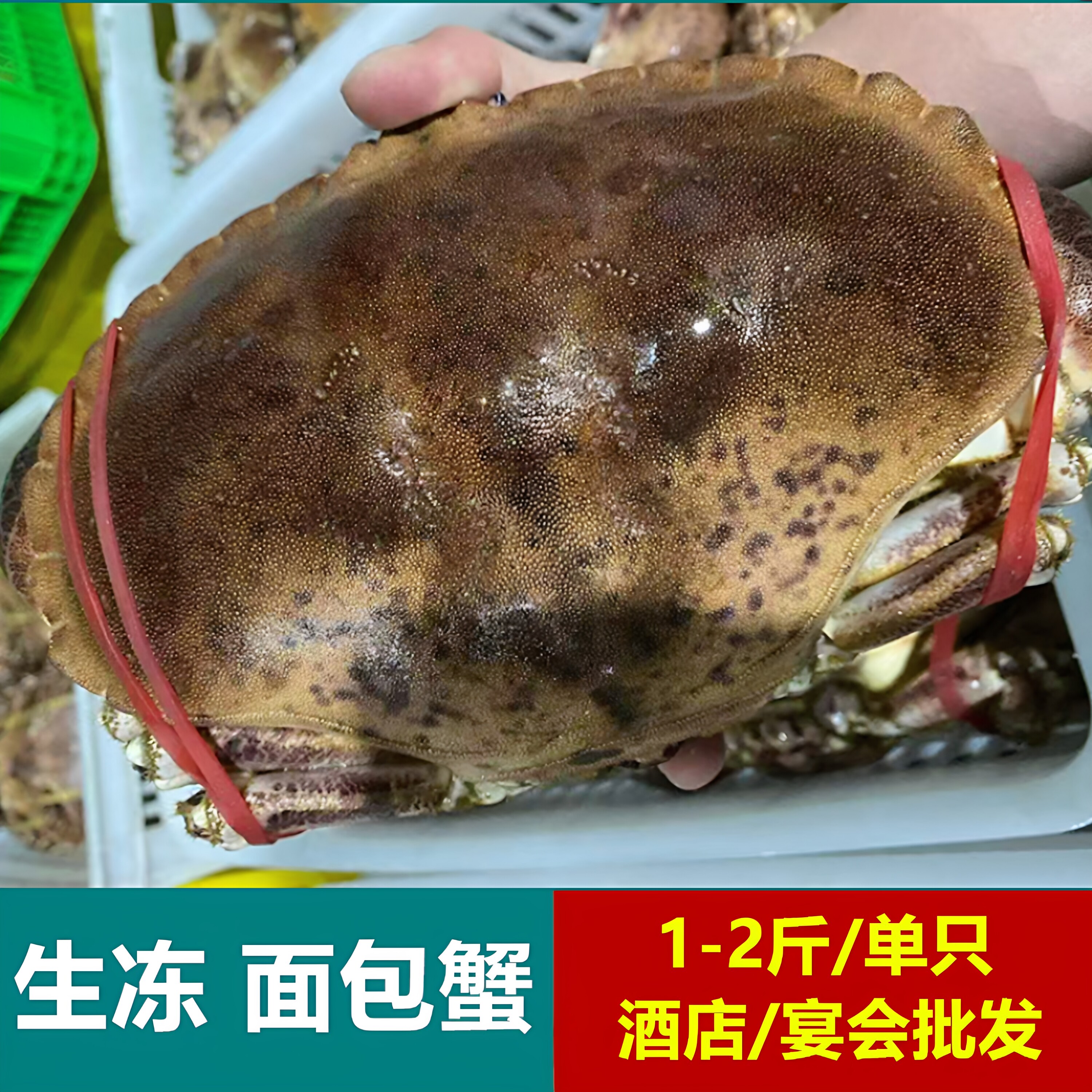 生冻1-2斤面包蟹冷冻黄金蟹活冻珍宝蟹满黄满膏整只公母随机