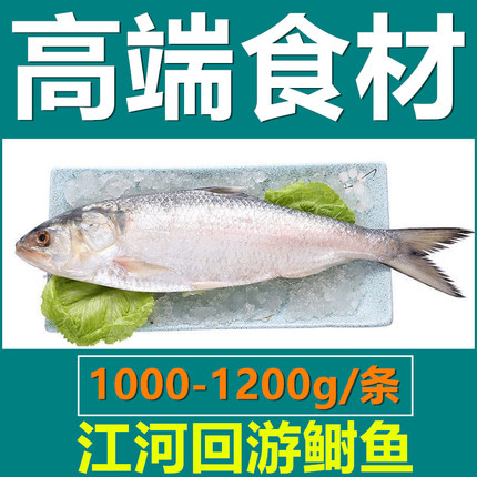 【江河洄游鲥鱼】超大1-4斤/条三黎鱼新鲜三泥鱼海捕海鲜冻品