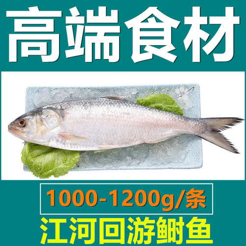 【江河洄游鲥鱼】超大1-4斤/条三黎鱼新鲜三泥鱼海捕海鲜冻品