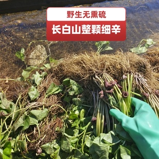 长白山野生细辛根细参50克正品新货北细辛整棵中药材干货野生无硫