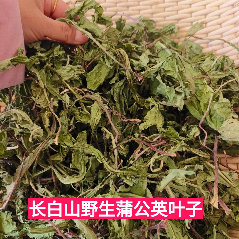 东北长白山农家新货野生蒲公英叶养生茶