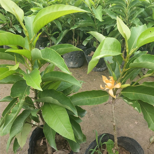 白兰花盆栽植物室内浓香型黄角兰树苗带花阳台庭院大型绿植