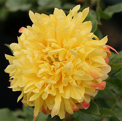 欧月【烟花波浪】月季 月季花苗 盆栽月季大花月季