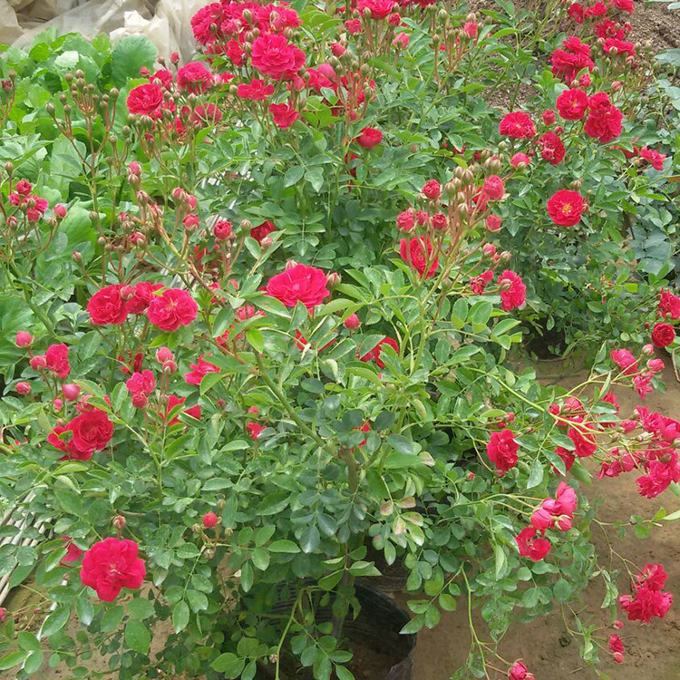 红花蔷薇花苗爬藤攀援植物蔷薇花苗藤本开花无刺多花重瓣