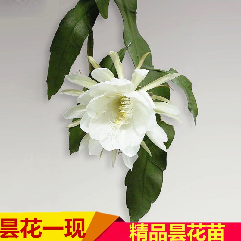 昙花苗 琼花昙华月下美人鬼仔花韦陀花阳台植物花卉盆栽昙花一现