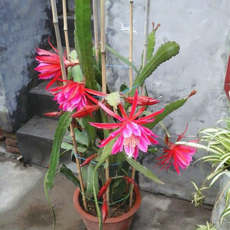 令箭荷花苗实生扦插苗带根盆栽植物花卉仙人掌嫁接令箭荷花大苗