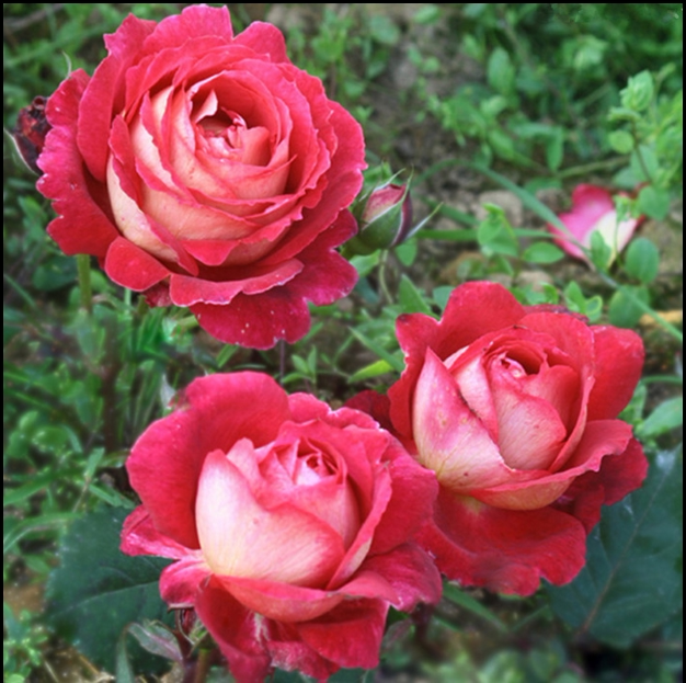 月季玫瑰系列 法国月季 马萨德医生 丰花 双色包子 小苗