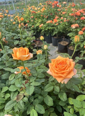 月季花苗月季花苗橙意 橙色玫瑰花 中苗原盆发货