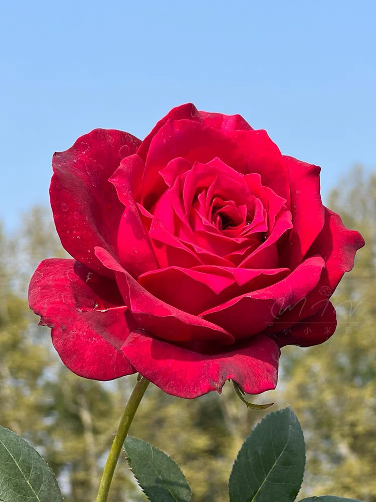 詹尼斯 法国玫昂红色大花多季勤花灌木直立月季中苗带原盆,鲜花速递/花卉仿真/绿植园艺,月季/蔷薇/玫瑰,淘宝优惠券,粉丝福利购,淘宝优惠卷