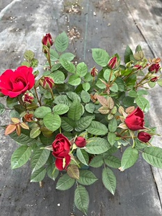 -四季开花微月季红钻石玫瑰 中苗月月开