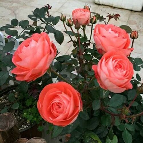 阳台欧月诺娃大花多季月季玫瑰