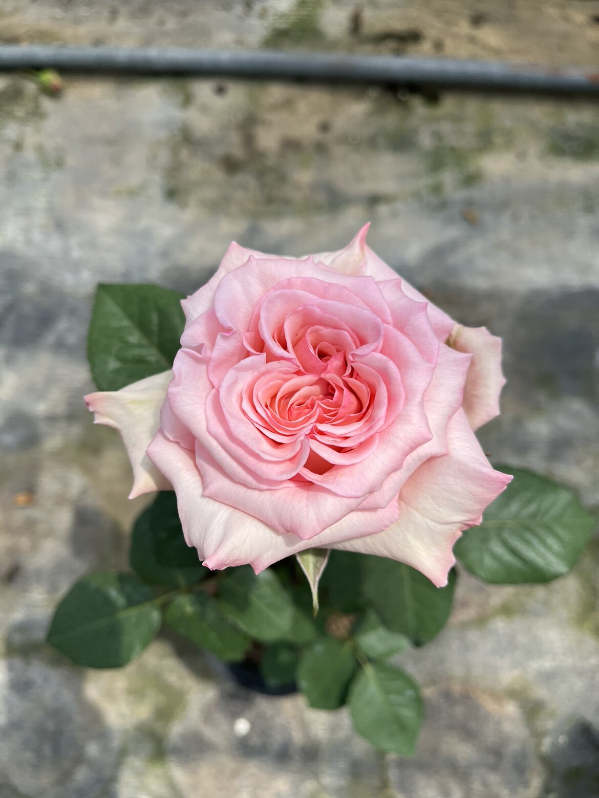 切花月季粉荔枝浓香玫瑰原色中苗