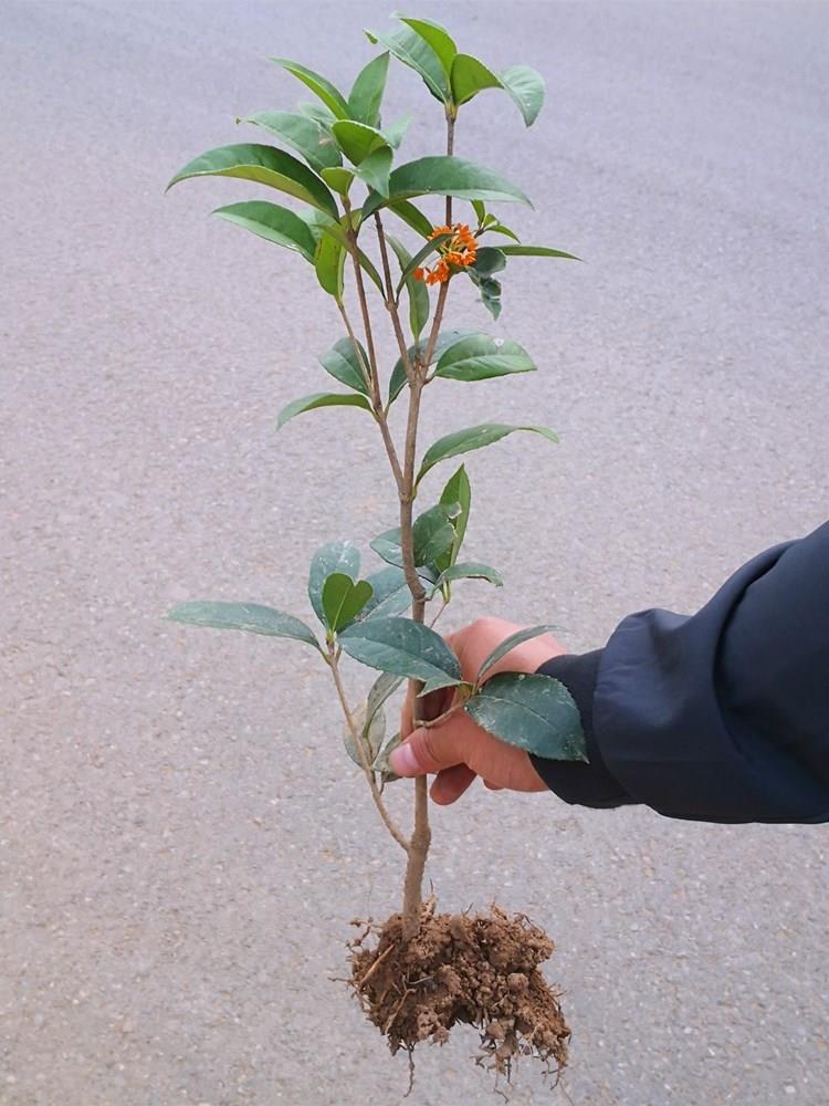 冲量四季桂花树苗盆栽实原生桂花日香桂月桂天香台阁花佛顶珠地盆