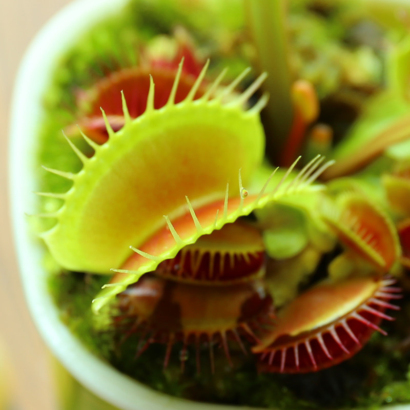 食虫植物红夹捕蝇草蚊子苍蝇驱蚊草捕蝇草盆栽食虫草食人花卉盆栽
