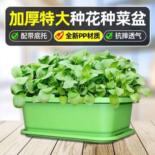 种菜专用箱泡沫阳台种菜盆种植盆