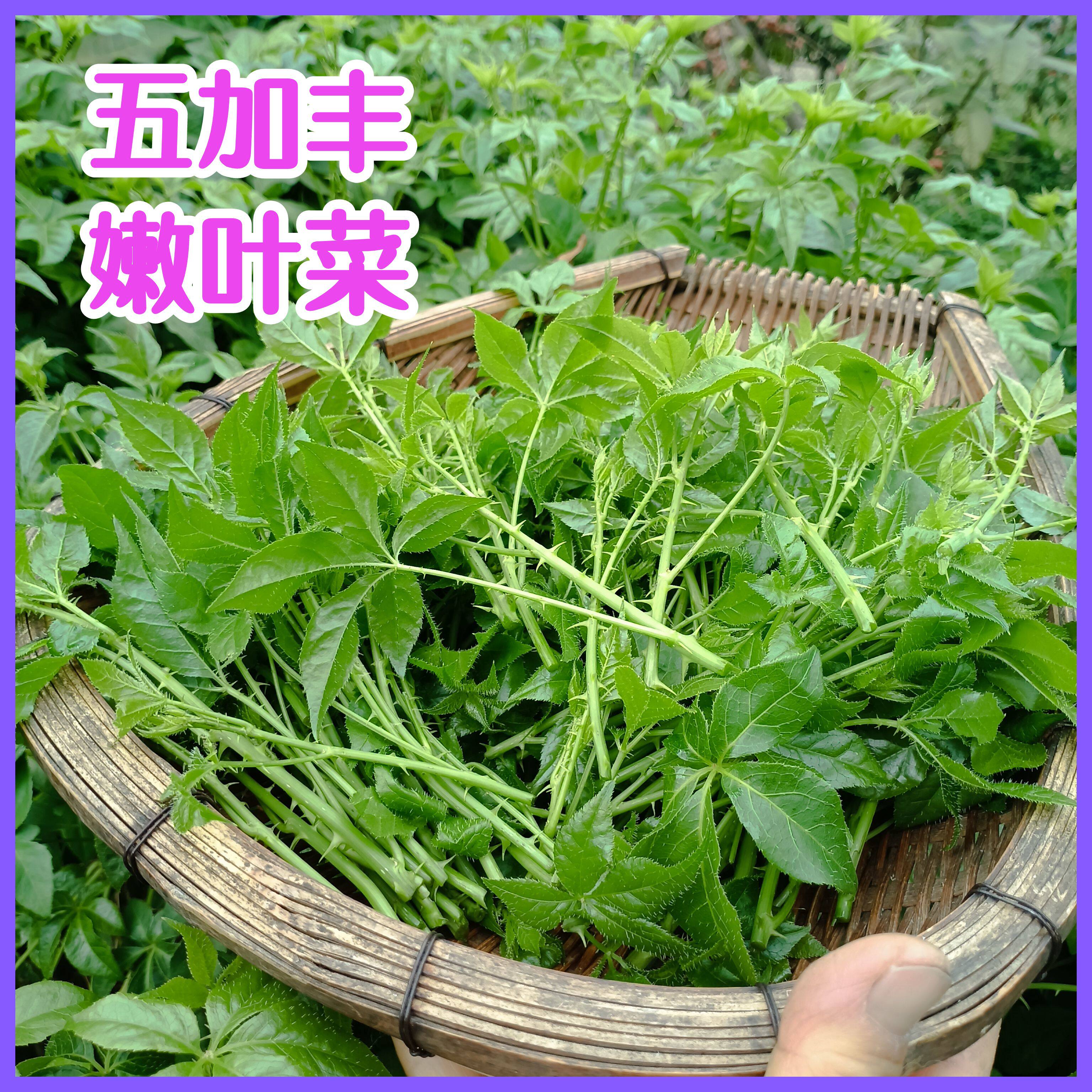 德宏特产野菜新鲜五加丰嫩叶菜菜尖苦凉菜云南刺五加苦刺菜五家风