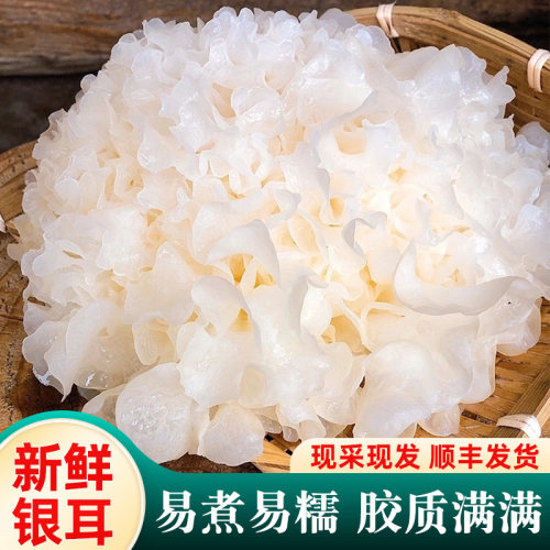 野生新鲜银耳500g火锅食材煲汤料