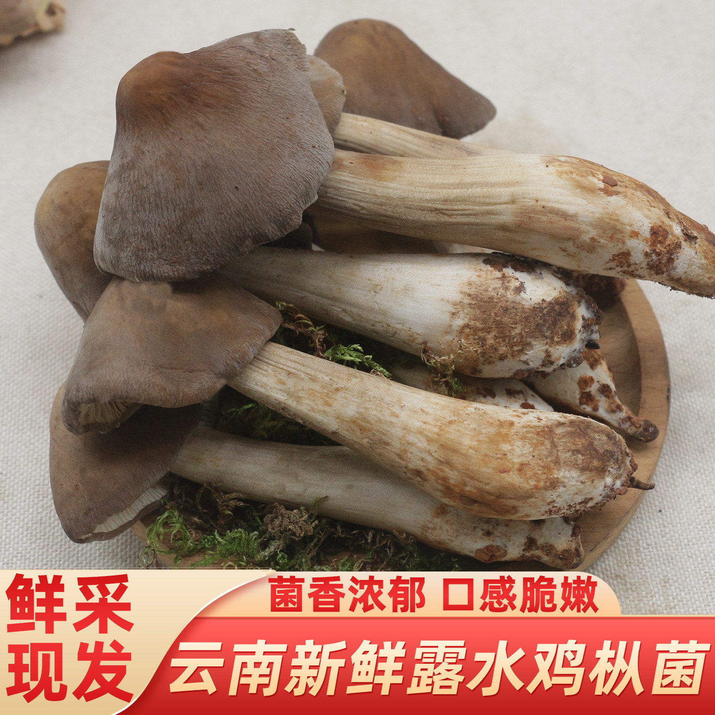 新鲜露水鸡枞菌500g云南食用菌菇