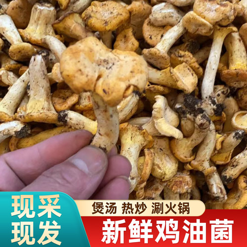 新鲜野生鸡油菌云南当季鲜菌菇