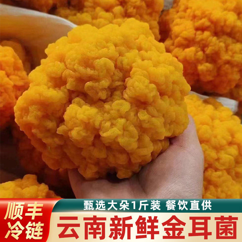 新鲜金耳菌500g云南特产野生黄金耳菌黄耳特级食用菌火锅煲汤食材