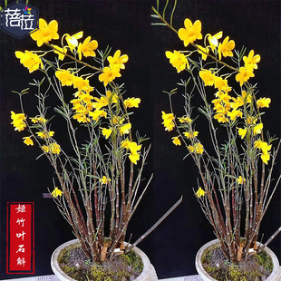 精选姬竹叶石斛 石斛枫斗 常年不落叶 株型优雅漂亮 盆景金钗铁皮