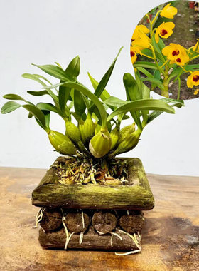 栗斑鼓发货盆栽花卉绿植鼓槌石斛