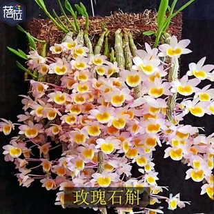 带花芽 玫瑰石斛兰 吊兰洋兰味苦 清热粉色花 花量大 瀑布花墙