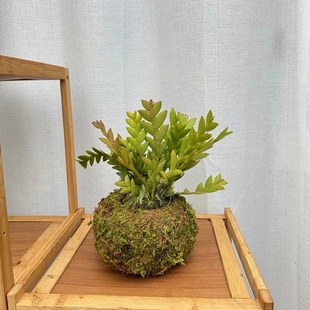 剑叶石斛 盆景观赏石斛 兰附生吊兰花卉 绿植盆栽长绿不落叶包