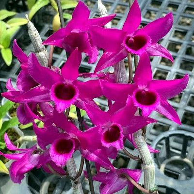 红龙麝香石斛香味花色鲜艳