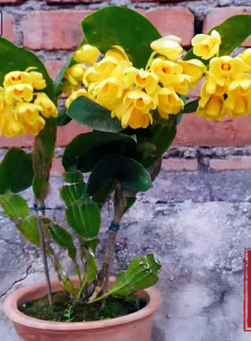 稀有 具槽石斛 枫斗 很好养 金黄色花非常鲜艳球形花洋兰花附生兰