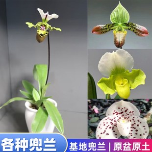 小青蛙兜兰青蛙王子白旗兜兰肉饼秀丽文山巨瓣带叶长瓣玉女杏黄兜