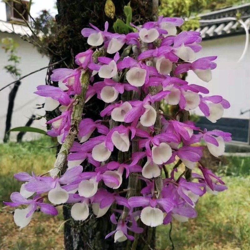 报春石斛 吊兰花林兰 枫斗比铁皮石斛开花漂亮 粉花带香味 吊兰花