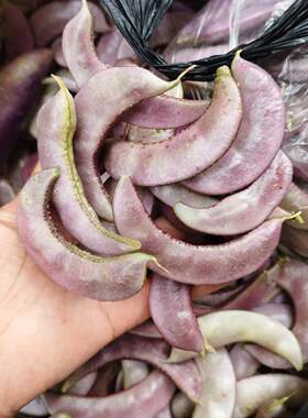 贵州特产新鲜蔬菜紫扁豆农家自种现摘老品种泥巴豆包邮
