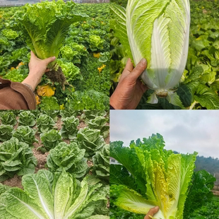 贵州农家自种蔬菜新鲜火锅菜麻叶菜叶孔雀青口白大白菜生菜混合装