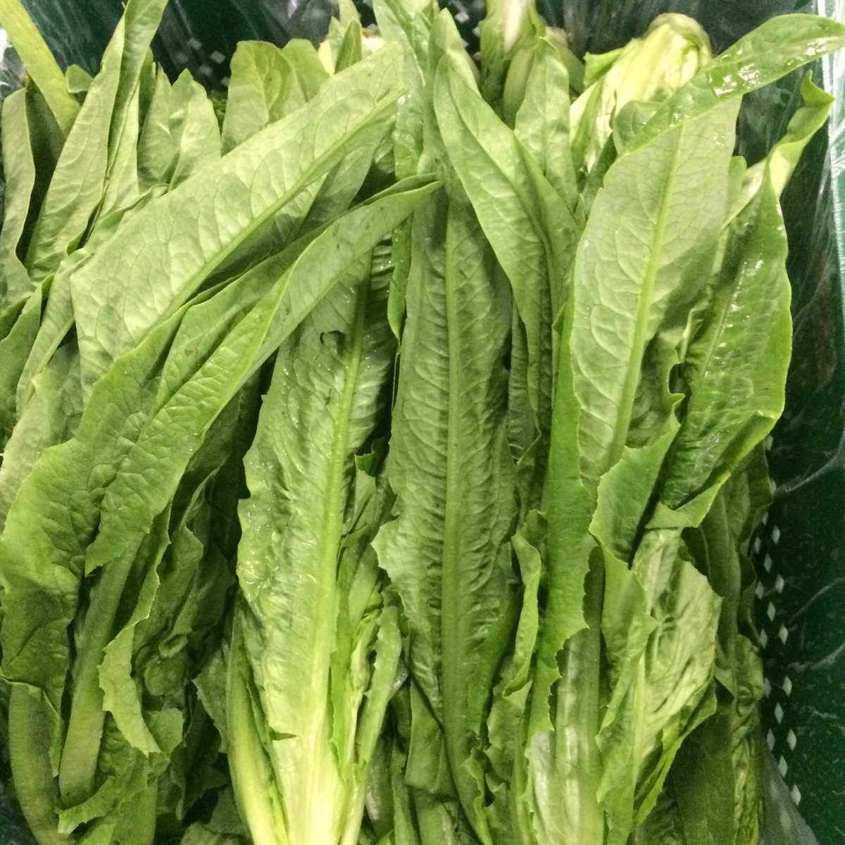 贵州新鲜油麦菜时令蔬菜刷火锅凤尾莴笋叶农家自种叶菜现摘包邮