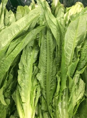 贵州新鲜油麦菜时令蔬菜刷火锅凤尾莴笋叶农家自种叶菜现摘包邮
