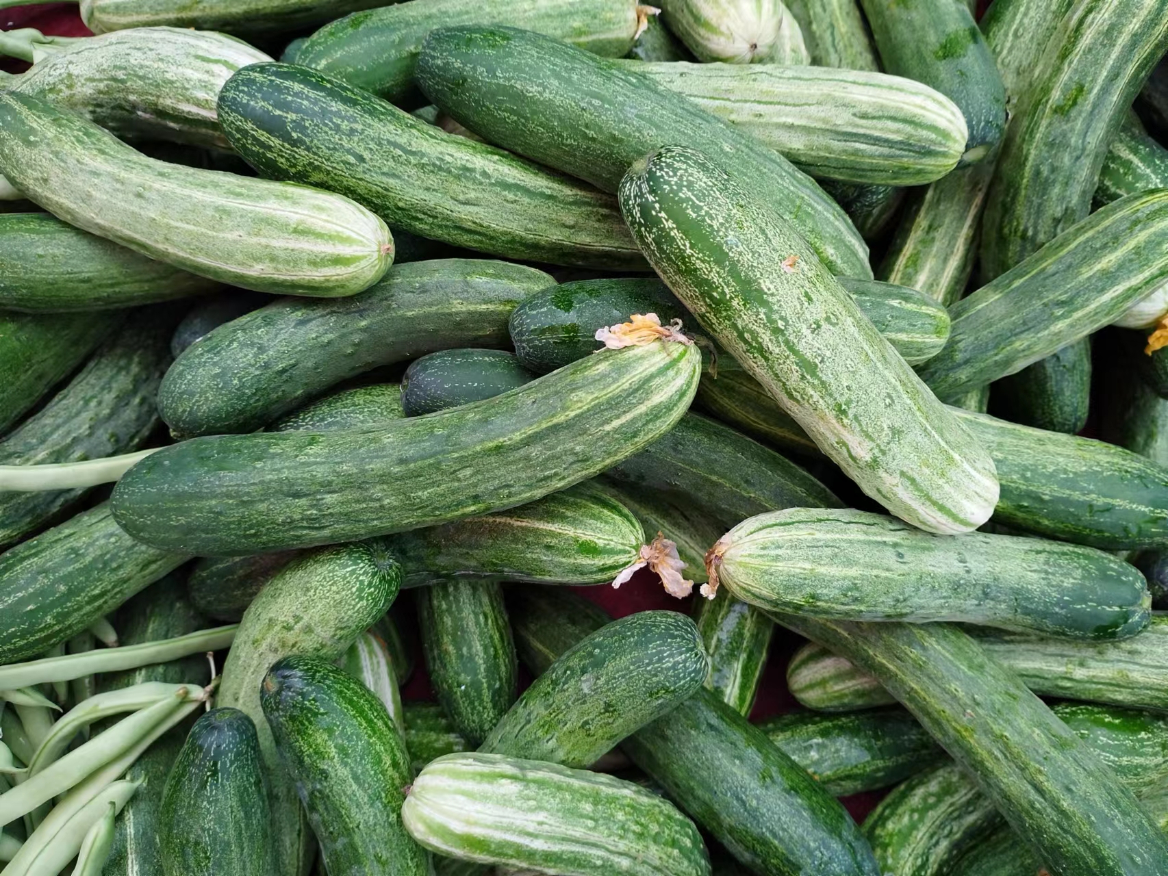 贵州平塘农家种植现摘生吃老品种土黄瓜新鲜蔬菜水果老黄瓜包邮