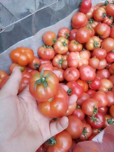 新鲜自然熟贵州土番茄老品种西红柿马蹄西红柿顺丰 包邮