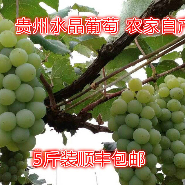 贵州特产新鲜水果水晶葡萄鲜果青绿酸甜多汁葡萄顺丰包邮