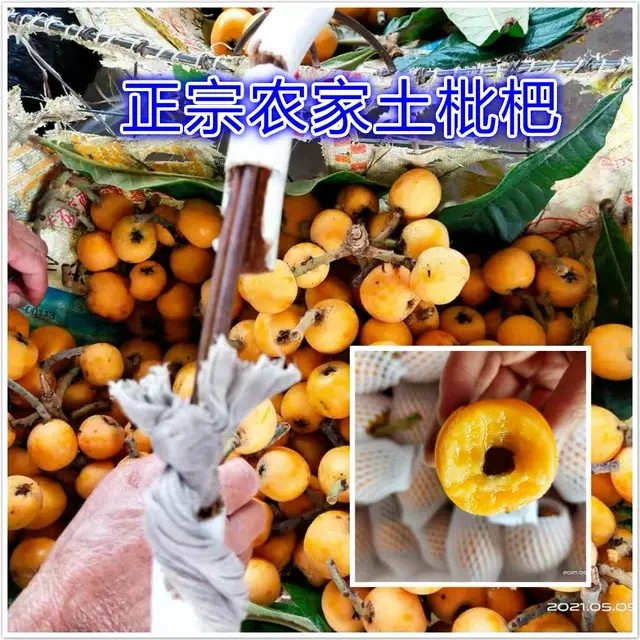 贵州农家枇杷土琵琶 农家新鲜水果不套袋枇杷现摘现发顺丰包邮,水产肉类/新鲜蔬果/熟食,枇杷,淘宝优惠券,粉丝福利购,淘宝优惠卷