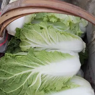新鲜贵州本地青菜绿叶菜白菜新鲜软叶白菜包邮现摘