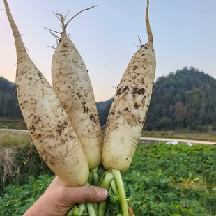 农家肥自种蔬菜新鲜大嫩白萝卜煲汤鲜甜白萝卜现拔现发包邮