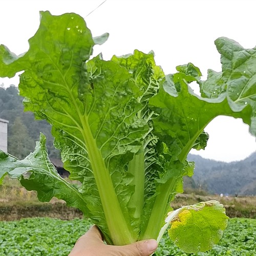 贵州农家小麻叶菜新鲜蔬菜种植青麻皱叶白菜火锅菜现砍包邮