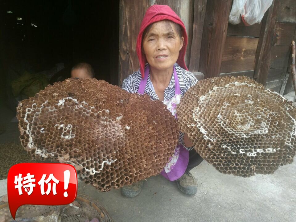 wild Hornet's nest Vespae 50g Malaysia Honeycomb Wasp Steller Hive Toothache 31in the Traditional nourishing food , Bee , Other bee  category - from Buy2taobao.com to provide professional Taobao agent buy service